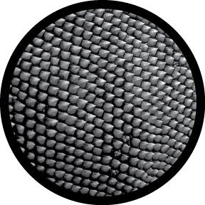 81213 Reptilian Breakup - Rosco Colour Glass Gobo