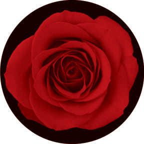84430 Red Rose - Rosco Colour Glass Gobo