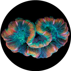 86718 Floating Coral - Rosco Colour Glass Gobo
