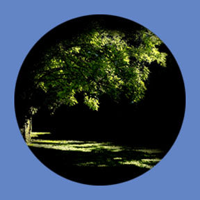 P6852 Trees & Foliage 6852 - Rosco Plastic Gobo