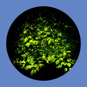 P6854 Trees & Foliage 6854 - Rosco Plastic Gobo