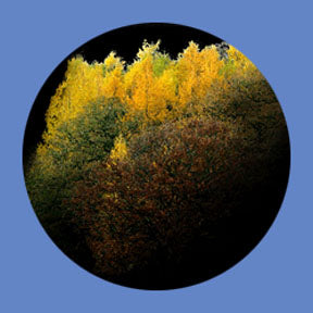 P6862 Trees & Foliage 6862 - Rosco Plastic Gobo