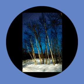 P6869 Trees & Foliage 6869 - Rosco Plastic Gobo