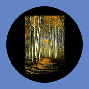 P6878 Trees & Foliage 6878 - Rosco Plastic Gobo