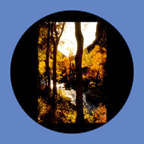 P6880 Trees & Foliage 6880 - Rosco Plastic Gobo