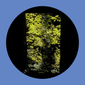 P6881 Trees & Foliage 6881 - Rosco Plastic Gobo