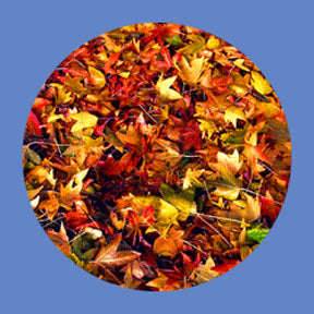 P6883 Trees & Foliage 6883 - Rosco Plastic Gobo
