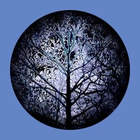 P6886 Trees & Foliage 6886 - Rosco Plastic Gobo
