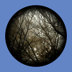 P6891 Trees & Foliage 6891 - Rosco Plastic Gobo