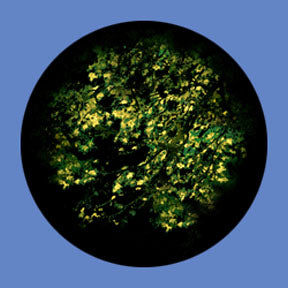 P6892 Trees & Foliage 6892 - Rosco Plastic Gobo