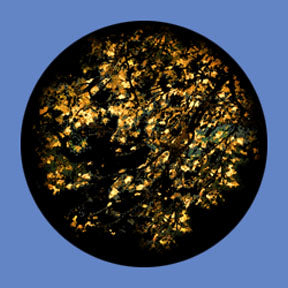 P6893 Trees & Foliage 6893 - Rosco Plastic Gobo