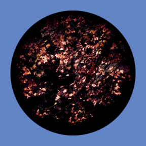 P6894 Trees & Foliage 6894 - Rosco Plastic Gobo