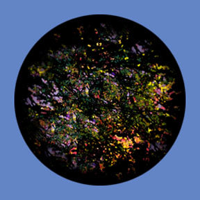 P6895 Trees & Foliage 6895 - Rosco Plastic Gobo