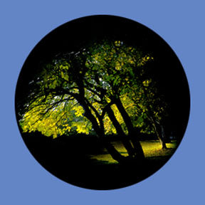 P6896 Trees & Foliage 6896 - Rosco Plastic Gobo