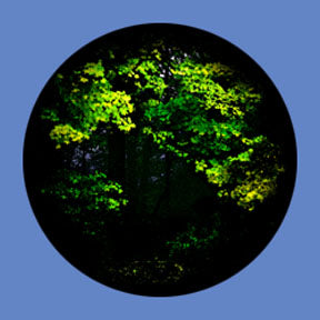 P6898 Trees & Foliage 6898 - Rosco Plastic Gobo