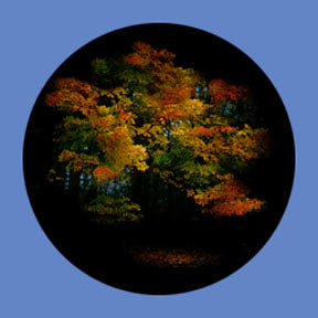 P6904 Trees & Foliage 6904 - Rosco Plastic Gobo
