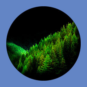 P6922 Trees & Foliage 6922 - Rosco Plastic Gobo