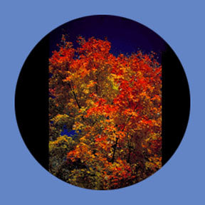 P6926 Trees & Foliage 6926 - Rosco Plastic Gobo