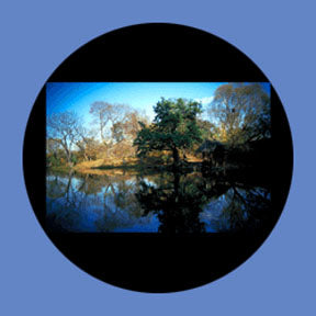P6928 Trees & Foliage 6928 - Rosco Plastic Gobo