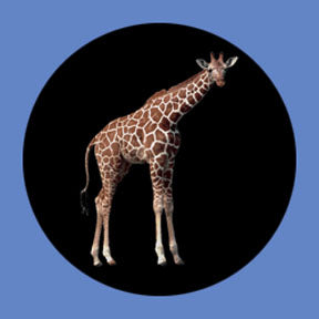 P8862 Wildlife 8862 - Rosco Plastic Gobo